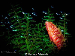 Coral grouper was in hiding. Shy animal so could only get... by Harvey Edwards 